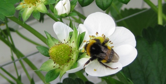 Aardbeien recepten